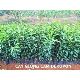 Sản phẩm cây giống cam dekopon