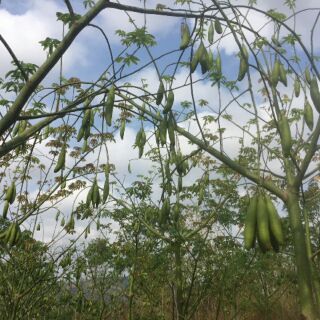 bông gòn trái tự nhiên 100% 1 ký