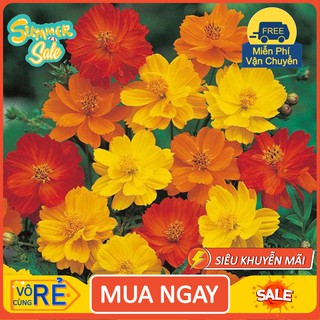 Gói 20 hạt giống hoa sao nhái kép lùn mix [hàng chất lượng]
