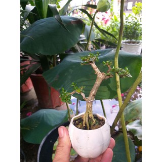 Cây Sam hương Bonsai mini