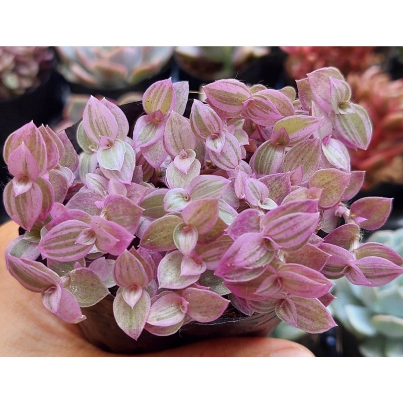 Sen đá Pink Lady size bầu 3-5 cm xuất vườn đà Lạt đã thuần khí hậu