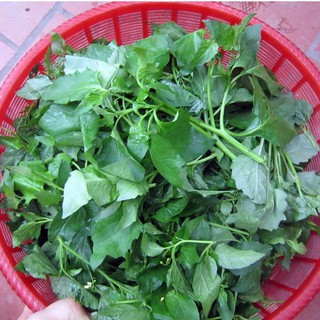 Hạt giống rau tầm bóp ăn lá rau gia đình dễ trồng