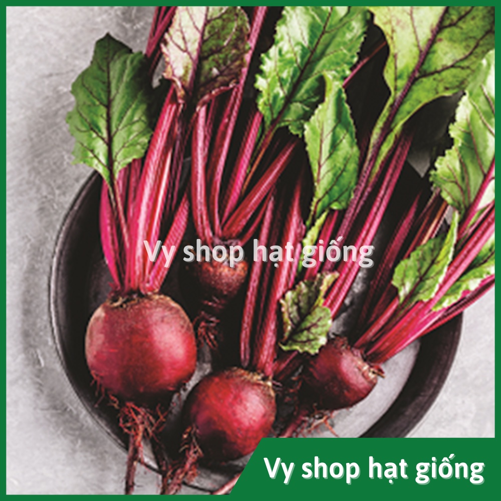 Hạt giống củ dền đỏ cao sản gói 50 hạt
