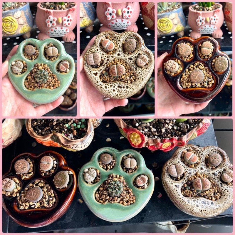 Chậu chân mèo trồng sen đá, xương rồng, lithops