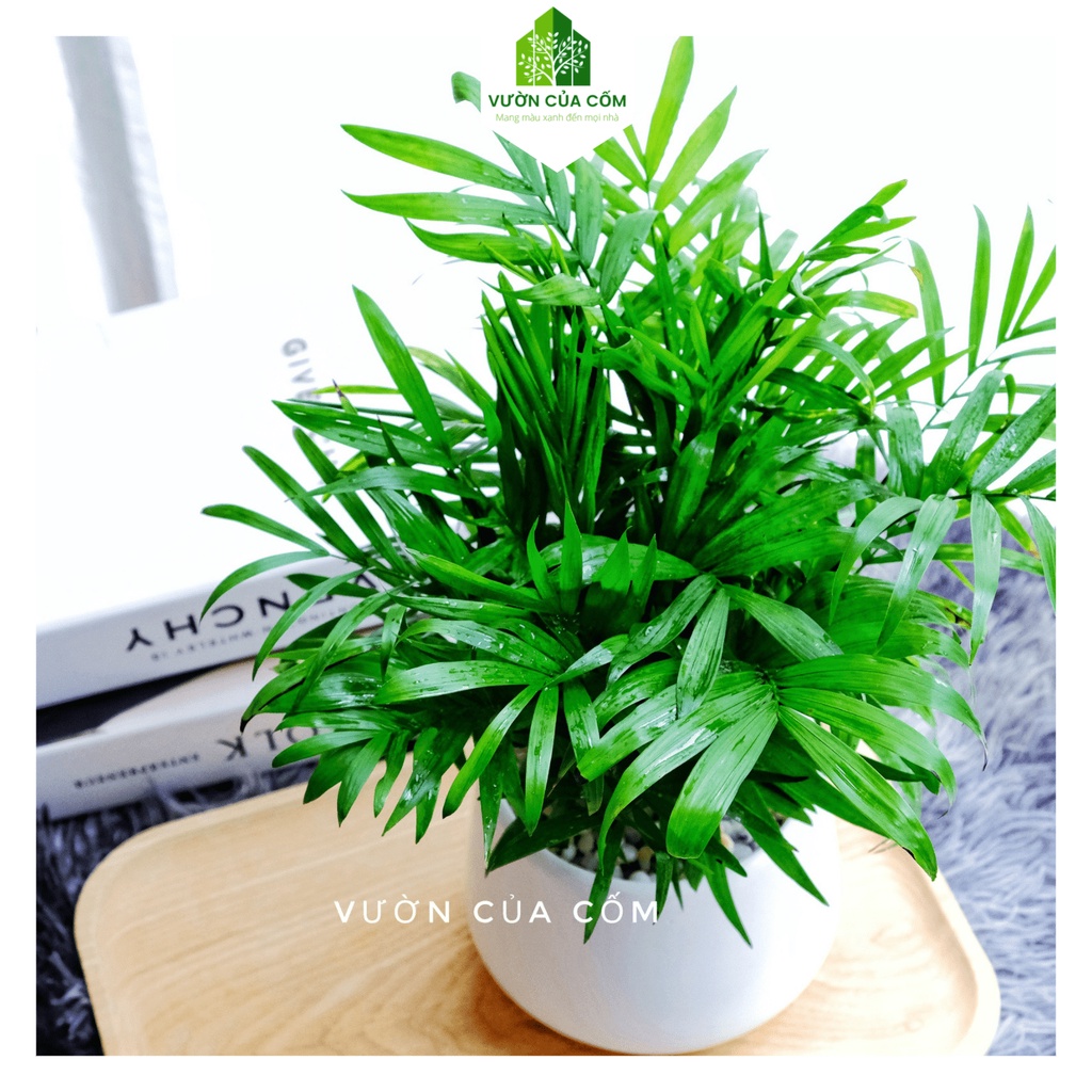 Cây cau tiểu trâm để bàn  kèm chậu sứ trắng mang phong thủy tài lộc , may mắn cho gia chủ .