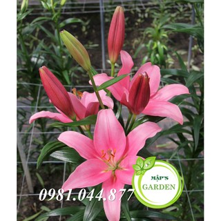 hạt giống hoa ly màu hồng ( củ giống Hà Lan)