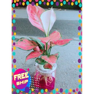 Chậu Vạn Lộc Thuỷ Sinh
