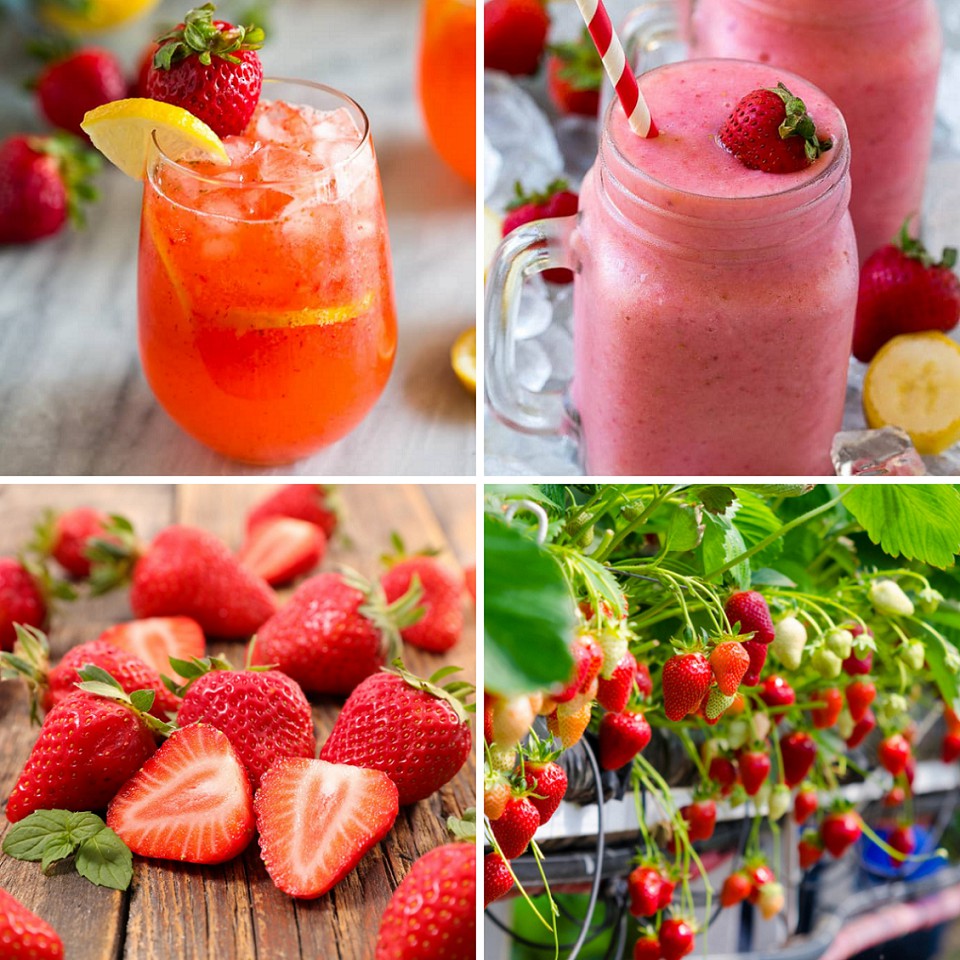 Smoothie Dâu Strawberry làm trà trái cây, đá xay, soda thay thế Sinh tố Syrup Siro Puree  - JUPITER