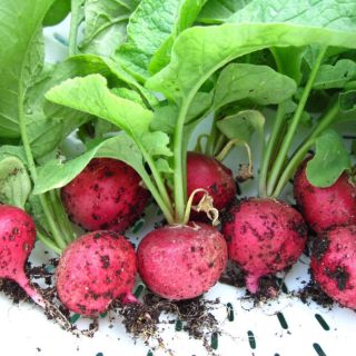 CỦ CẢI CHERRY ĐỎ,TRẮNG ( ĐỦ MÀU ) - củ to, giòn ngọt