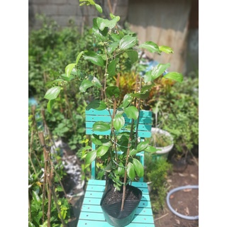 Cây táo thái 40-50cm (đã có hoa- chỉ giao hỏa tốc HCM)