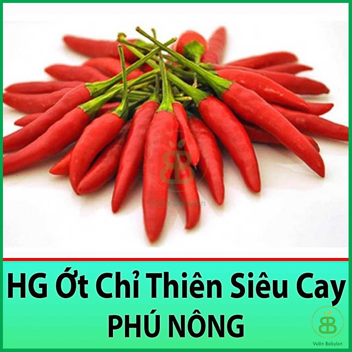 Hạt Giống Ớt Chỉ Thiên Siêu Cay