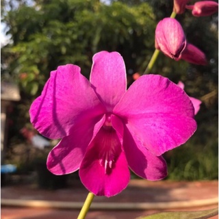 Hoa lan dendro lai cat hoa to, màu hồng - đang hoa hoặc hàng lá