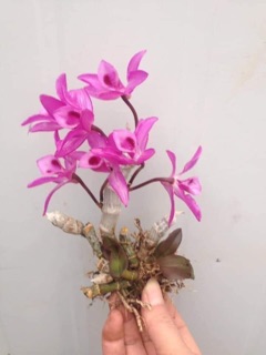 Trầm tím rừng