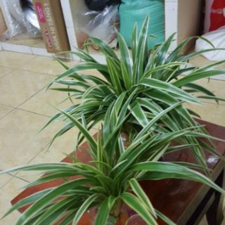 Cây lan chi sọc 6 cây