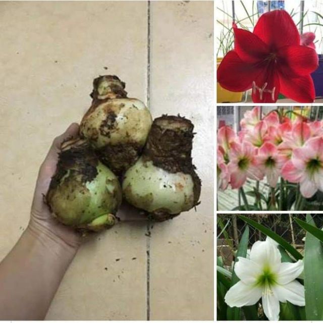 Củ hoa lan huệ đủ màu đang ngậm nụ