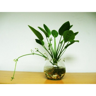 Bách Thủy Tiên cao 50cm ( Cây Lan Nước )