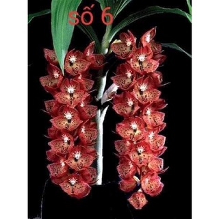 Hoa Lan thiên Nga đột biến(1 củ hình cuối)