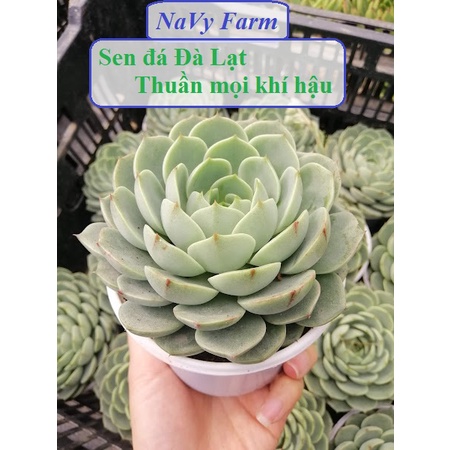 Sen đá Vân Mai, cây sen đá có cách xếp cánh đẹp vườn NaVy, đã thuần khí hậu, màu xanh trắng sắc tự nhiên