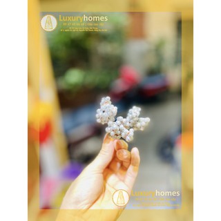 Chùm hạt tiêu | LU