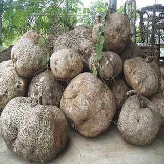 Củ Bình Vôi 100g - Thảo Dược Sạch