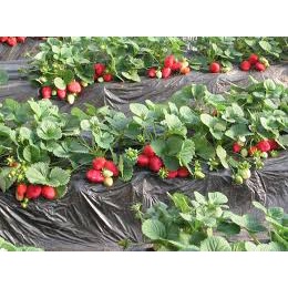 Hạt Giống Dâu Tây Etna chịu nhiệt, đóng gói 10 hạt, hạt dâu tây, hạt giống cây trồng,hạt giống rau