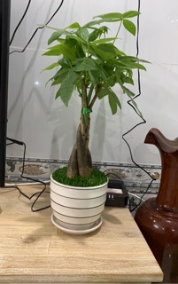 Cây kim ngân mix cỏ may mắn ảnh thật