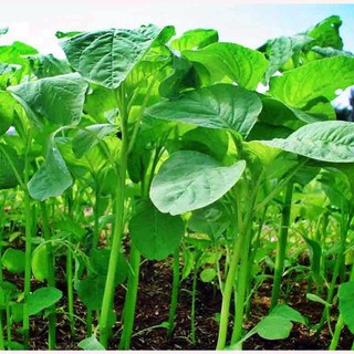 HẠT RAU DỀN XANH LÁ TRÒN - GÓI 20 GRAM