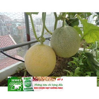 Hạt Giống Dưa Lưới Xanh - 10 hạt