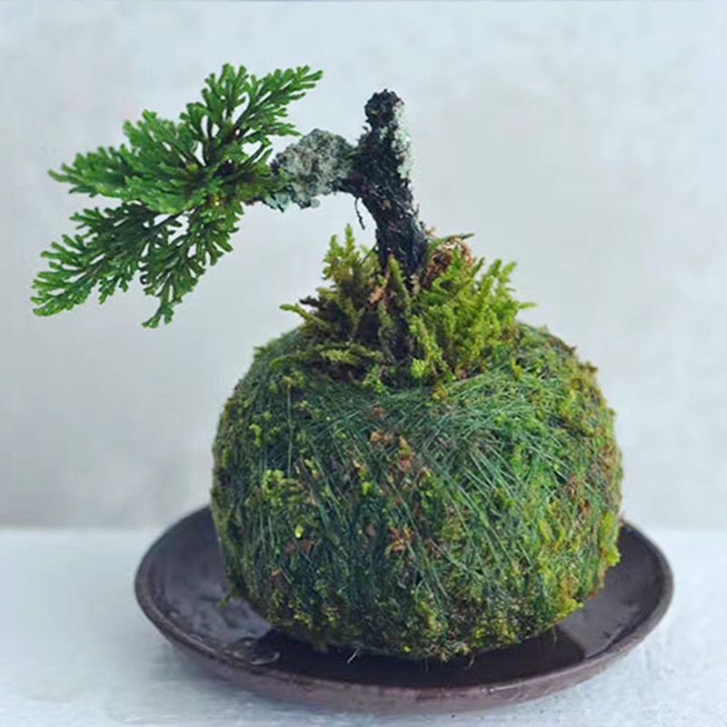 Cây bonsai trường sinh 1 cây