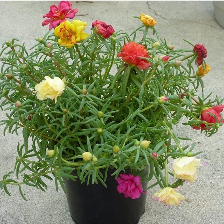 Hạt Giống mười giờ Portulaca Moss Rose ~ Cam ~ Có nhiều hạt trong hộp đựng, dễ dàng phát triển