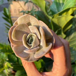 Sen đá mơ 4-6cm