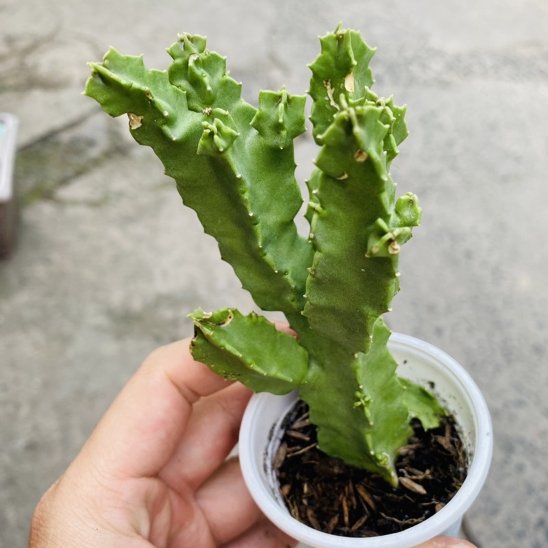 XƯƠNG RỒNG SAO BIỂN VUÔNG CỨNG CÁP