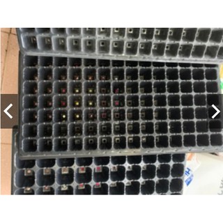 Khay ươm hạt giống các loại
