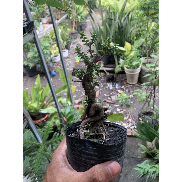 Cây Sam Hương mini để bàn và cây thô gốc lớn