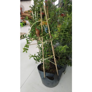 Cây lựu đỏ mỹ ..siêu trái