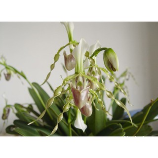 1 bó lan HÀI RÂU XANH-RÂU XOẮN RỪNG TÂY BẮC