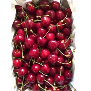 CÂY GIỐNG CHERRY ( TRỒNG CHẬU ĐƯỢC - HỢP KHÍ HẬU 3 MIỀN)