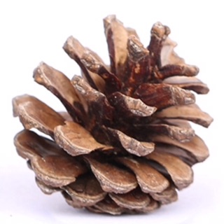 Quả thông khô 4-7cm
