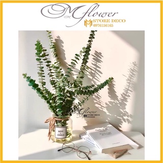 Cành lá khuynh diệp khô Eucalyptus ,lá táo, lá mimosa hoa khô trang trí để bàn, kệ sách, decor vintage