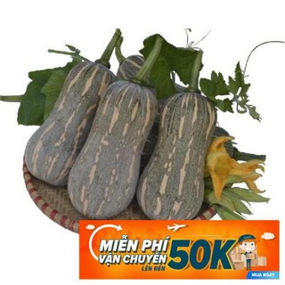 10 hạt giống bí đỏ hạt đậu