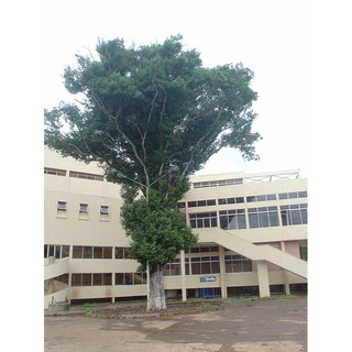 [Giống quý] Hạt Giống Cây Konia Tây nguyên