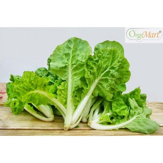 Hạt giống cải bẹ dún Rạng Đông