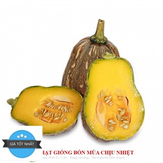 GÓI 10 HẠT GIỐNG BÍ ĐỎ HỒ LÔ