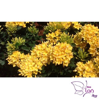 Mẫu Đơn Ta 🌲FREESHIP🌲 Đủ Màu [ Cây giống ]