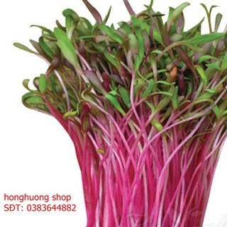 Hạt giống rau mầm củ dền đỏ gói 10 gam