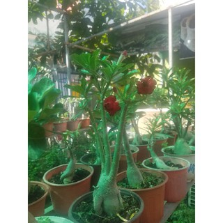 Cây hoa sứ thái kép đủ màu