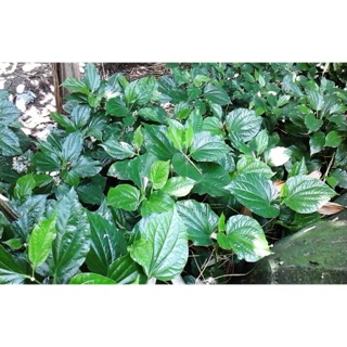 Cây giống lá lốt