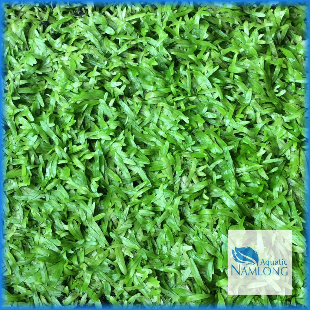 Cỏ giấy  - Cây thủy sinh tiền cảnh trải nền