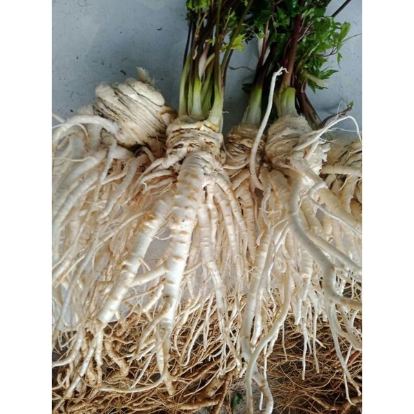 Sâm đương quy tươi Sìn Hồ Lai Châu