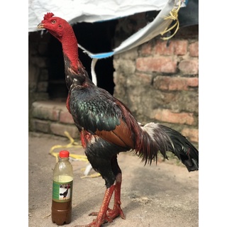 Chai Om Gà Tuấn Cận 500ml